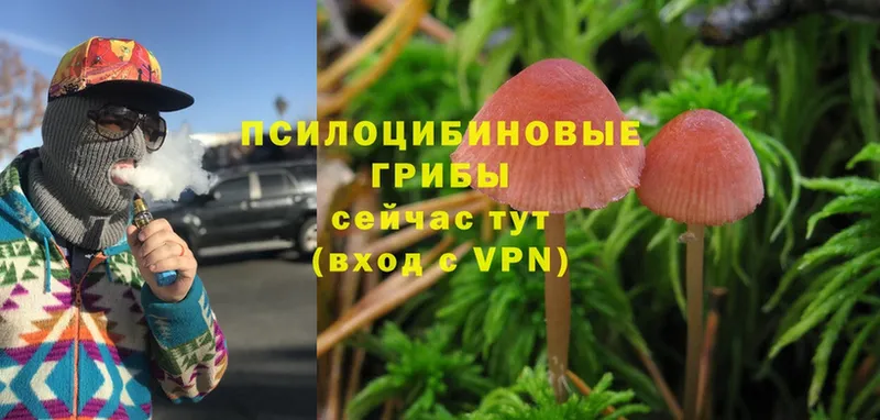 где купить   Электроугли  Псилоцибиновые грибы Psilocybine cubensis 